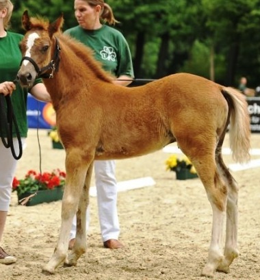 Copy of Henry Standbild